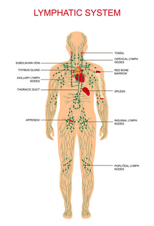 Medical illustration of the Lymph System